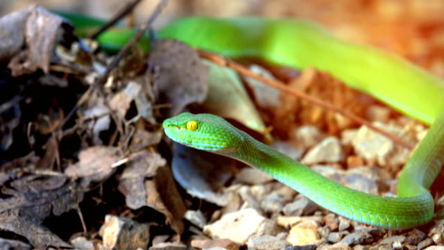 Green-pit-vipers-snake-or-Trimeresurus-albolabris-snake-on-ground-background