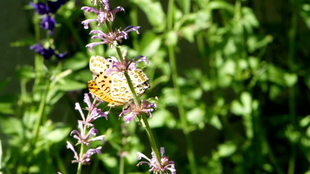 Orange-Schmetterling-oder-Leopard-Florfliege-Schmetterling-auf-Blume-und-fliegen-von-Blüten-im-Blumengarten-Morgen