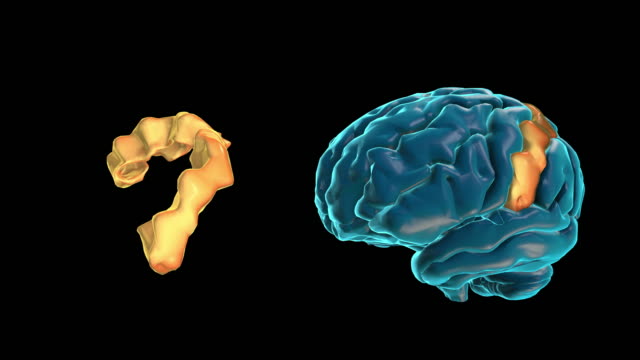 Gehirn-Postcentral-gyrus