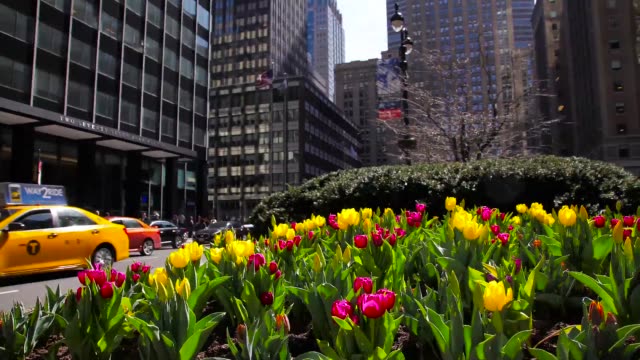 NUEVA-YORK---30-de-marzo-de-2016:-Time-Lapse-de-tulipanes-floreciendo-en-la-Avenida-de-parque-en-New-York-City