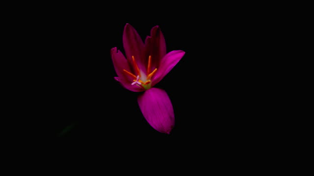 Zeitraffer-der-Zephyranthes-Lily-blühen