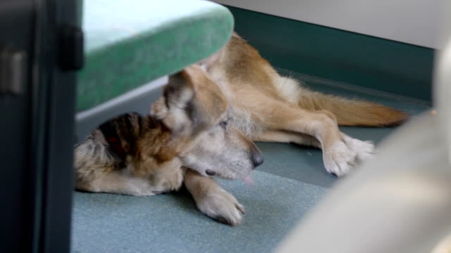Dog-travelling-by-train-in-4k-slow-motion-120fps