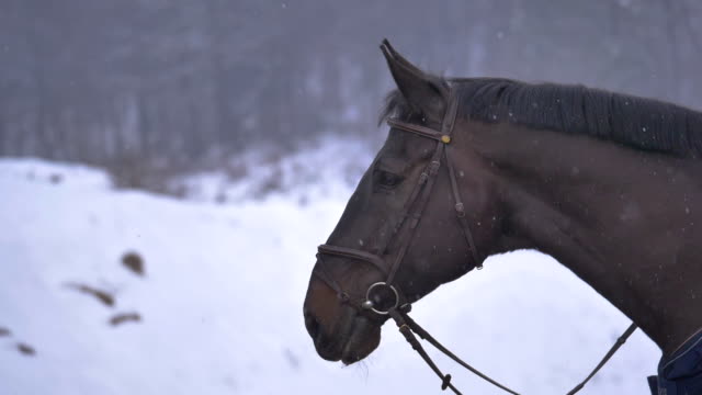 SLOW-MOTION:-Adult-horse-with-beautiful-hair-looking-around-the-wintry-nature.