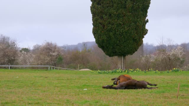 Die-beiden-Pferde-in-brauner-Farbe-Essen-Gräser-auf-der-Wiese-mit-dem-grünen-Baum-im-Hintergrund