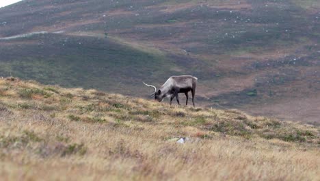 reindeer,-rangifer-tarandus,-grazing-on-the-slopes-of-the-cairngorms-NP-during-autumn.