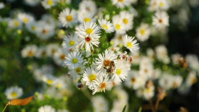 Pollen-weiße-Blume-und-Biene-fliegen-herum-sammeln-Nektar-eingefangen-super-langsam-Bewegung-120-fps.