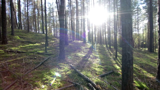 Moving-across-the-deep-pine-spruce-forest-POV-Shot-Sunlight-Lens-Flare