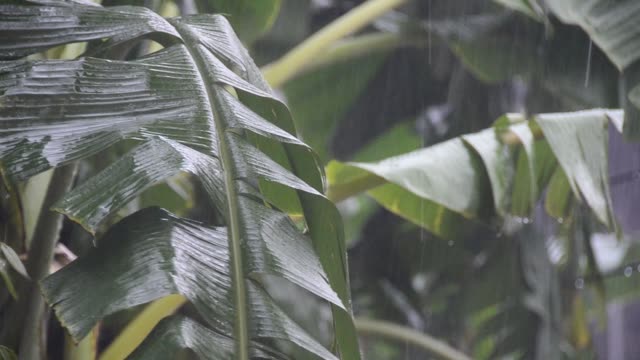 Sintflutartige-Regenfälle-im-Garten-weht-ein-Bananenblatt.