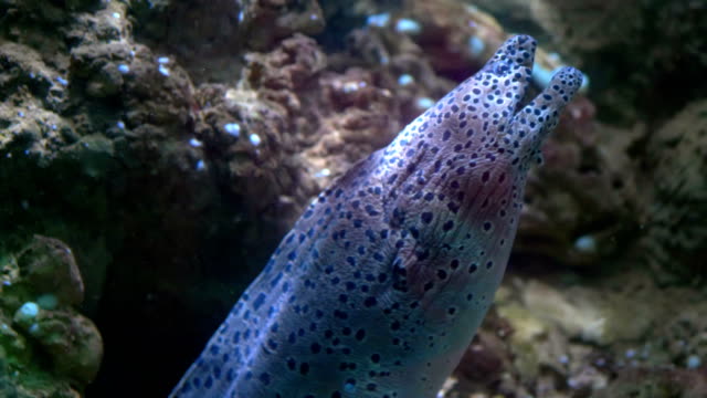 Laced-moray-breathing-in-the-water-in-4k-slow-motion-60fps
