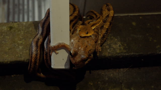 Leopard-Frog-versucht-die-Backen-einer-Ratte-Schlange-zu-entkommen