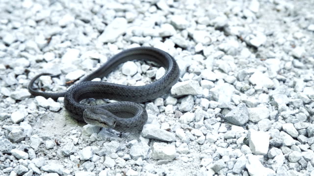 Serpiente-sobre-terreno-pedregoso