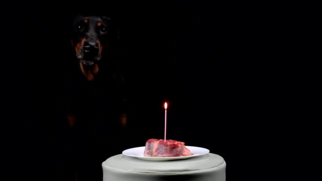 Schwarzen-Dobermann-sitzt-vor-Fleisch-mit-brennender-Kerze-und-Rinden