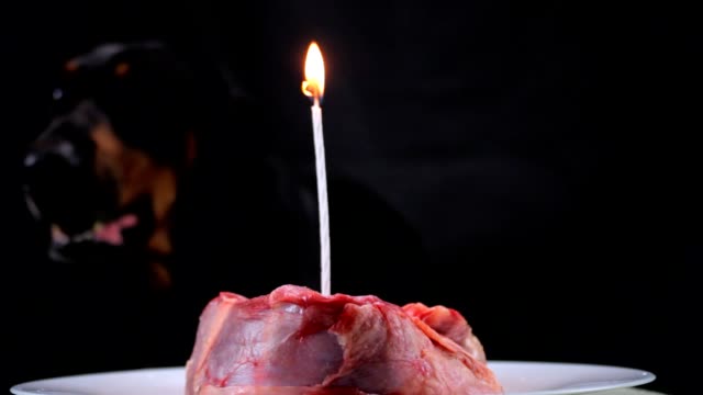 Perro-sople-una-vela-en-una-pieza-festiva-de-carne-en-honor-del-cumpleaños