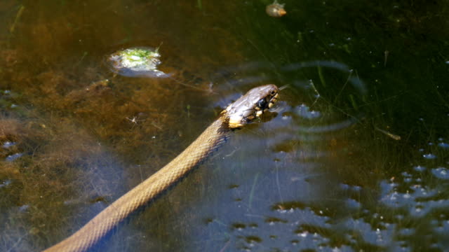 Grass-Snake-Crawling-in-the-River