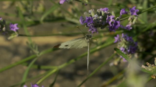 Weißer-Schmetterling-auf-Blume-Lavendel