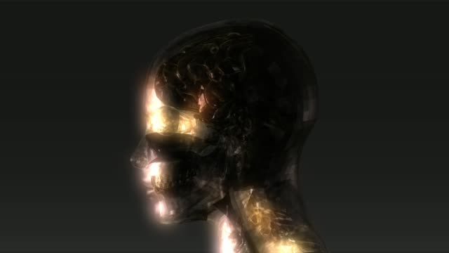 Kopf-Anatomie-Animation