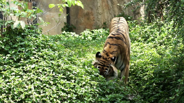 Behavior-of-tigers-in-biting-grass,-trees,-Slow-motion.