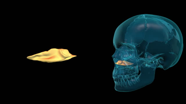 Concha-Nasal-inferior