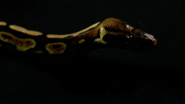 Video-of-snake---looking-ball-python