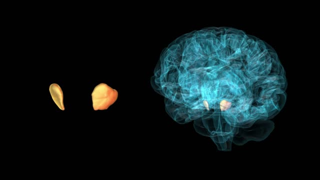 Gehirn-Substantia-nigra