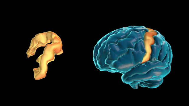 Gehirn-Präzentraletx-gyrus