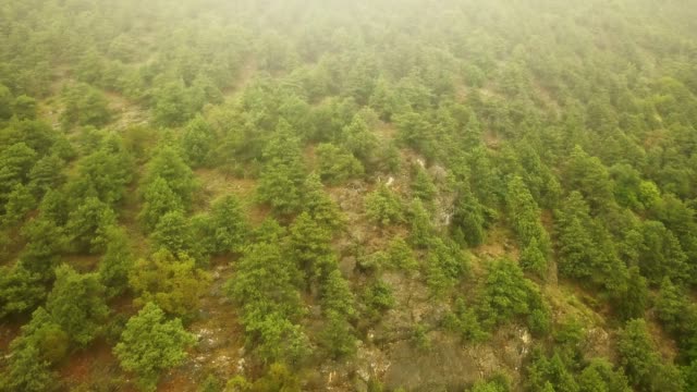 Drohnenflug-über-den-Berg-Holz-Kiefern-an-einem-stürmischen-Regentag