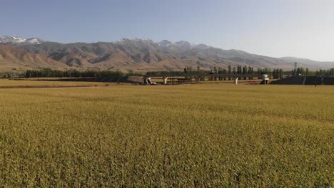 Large-rice-fields-in-Xinjiang