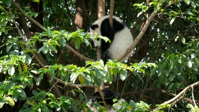 Giant-panda-bear-cub-on-a-tree