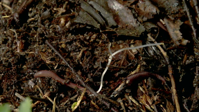 Brown-worms-crawling-on-the-dirt-4K-FS700-Odyssey-7Q
