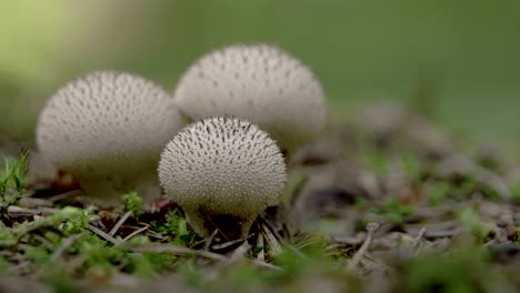 Two-white-warted-puffball-mushroom-in-the-forest-FS700-Odyssey-7Q-4K