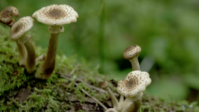 Close-up-of-the-five-sprouting-mushroom-on-the-trunk-FS700-Odyssey-7Q-4K