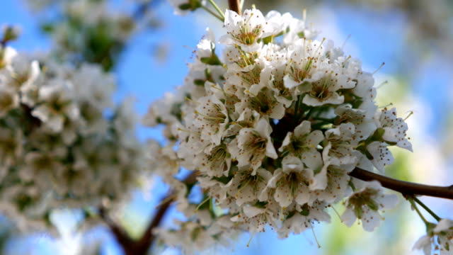 Flores-de-cerezo-que-florece-en-primavera.-Primer-plano-en-movimiento