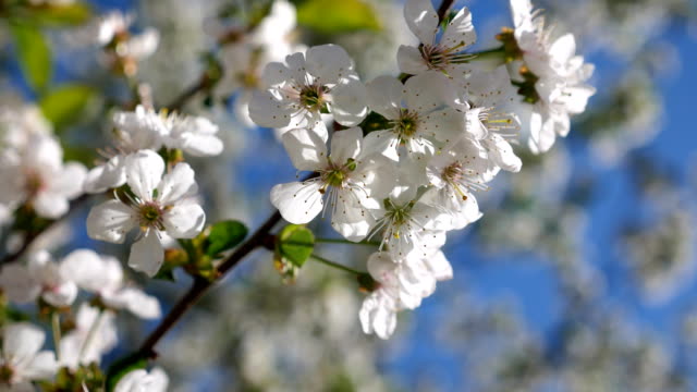 Kirschblüten-blühen-im-Frühling.-Nahaufnahme-in-Bewegung