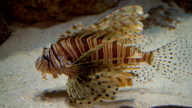 Lionfish-in-aquarium-4K.