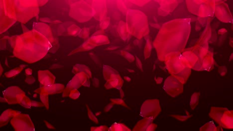 Falling-Rose-Petals-on-black-background