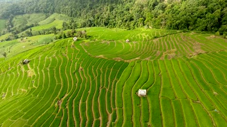 Rice-field-terrace-on-mountain-agriculture-land.