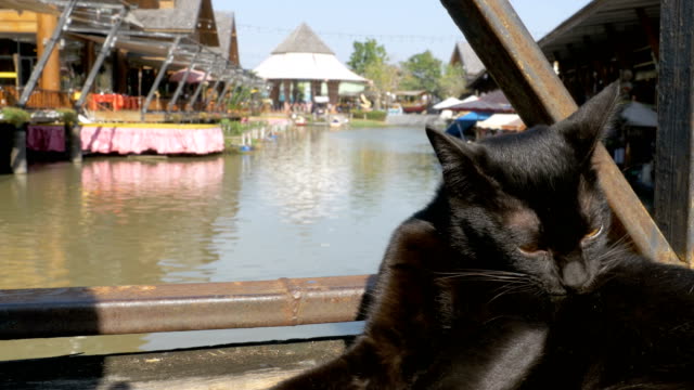 Black-Cat-Resting-and-Licking-Lying-on-Wooden-Pier-in-the-Pattaya-Floating-Market.-Thailand