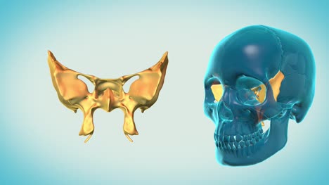 Sphenoid-Bone-with-a-heavenly-background
