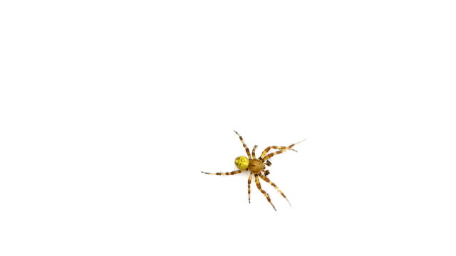Bug-spider-runs-on-isolated-white-background.-Intro-in-the-style-of-nature.-Video-is-perfect-for-overlay-in-the-editor