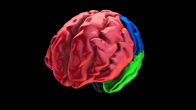 3D-Animation-der-verschiedenen-farbigen-Teile-des-Gehirns---Frontallappen