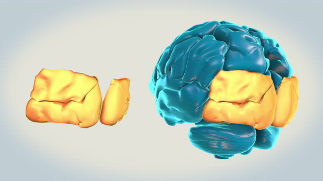 Gehirn-Occipital-Vorsprung-auf-weißem-Hintergrund