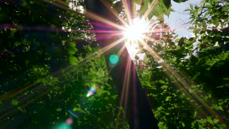 Am-frühen-Morgensonne-kommt-durch-Apfel-Bäume-im-Sonnenaufgang