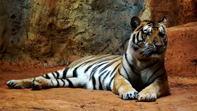 ein-sibirischer-Tiger,-Ruhe-und-Entspannung