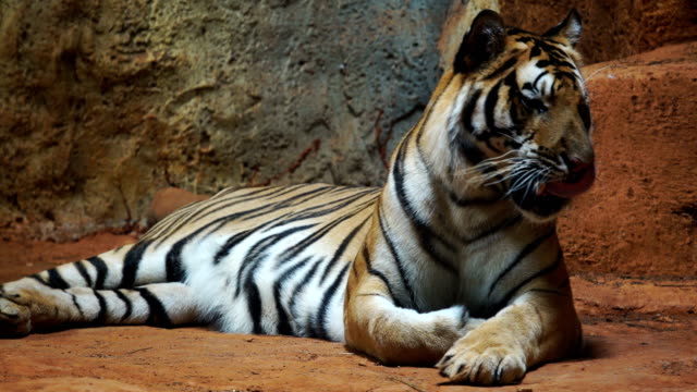 ein-sibirischer-Tiger,-Ruhe-und-Entspannung