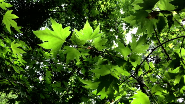 Grüne-platane-Blätter