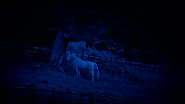 Pferd-schützt-unter-Baum-in-der-Nacht