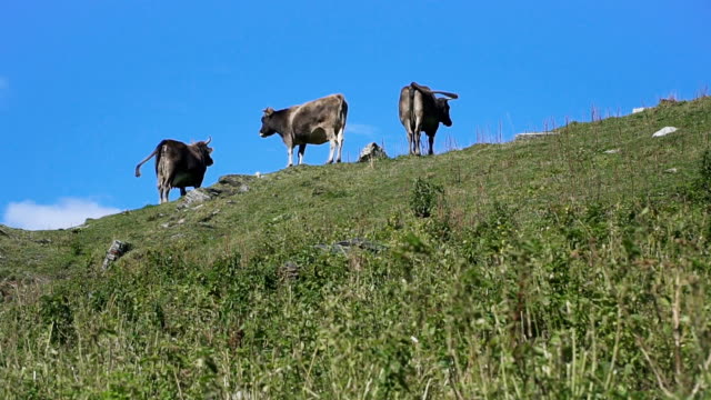 Vacas-pastando-en-la-colina