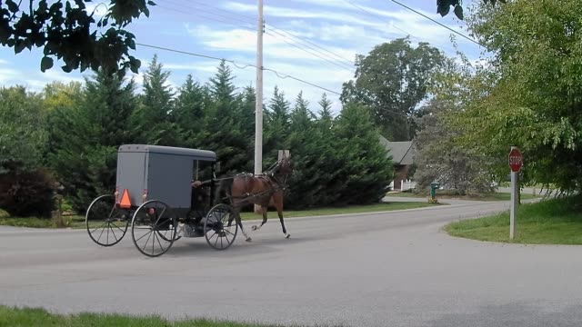 Amische-Transport-Typ-Pferd-und-Buggy