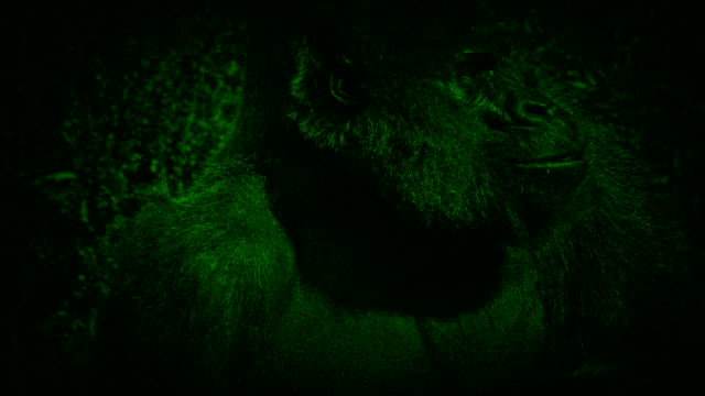 Vista-de-visión-nocturna-de-gorila-comiendo-plantas