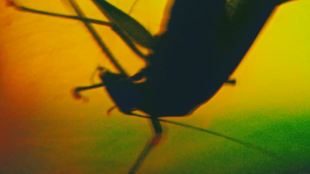 Insekt-Fehler-Makro-Ansicht